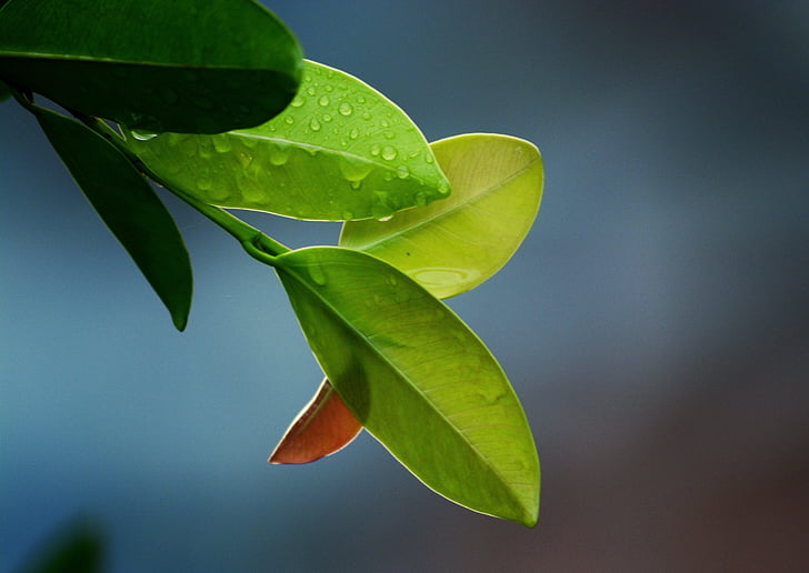leaves-leaf-green-nature-preview.jpg leaves-leaf-green-nature-preview.jpg